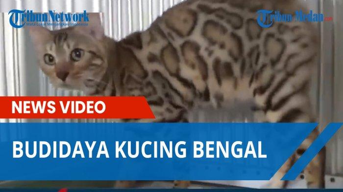 Budidaya Kucing Bengal Raup Pundi Rupiah dan Datangkan Untung, Warna Bulu Mirip Macan Tutul