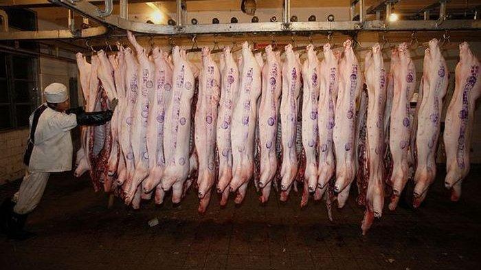 Untuk mencegah masalah kekurangan daging babi, petani di China berenana menciptakan babi super yang besar dan kebal penyakit