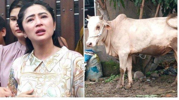 Dewi Perssik dan ilustrasi sapi kurban -