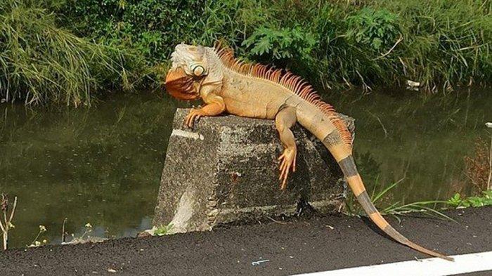 Iguana sepanjang 1.8 meter yang menakutkan