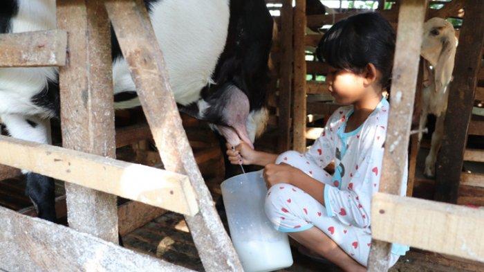 SUSU KAMBING NAIK KELAS - Seorang anak pemilik peternakan dan penjual susu kambing Etawa “Wawan” memerah kambing di lokasi peternakan di kawasan Percut Sei Tuan, kabupaten Deliserdang, Sumatera Utara, Minggu (13/6/2021). Peternakan ini merupakan salah satu UMKM yang mendapat pinjaman Program Kemitraan (PK) PT. Jamkrindo sehingga mampu naik kelas dari usaha mikro menjadi usaha kecil.
