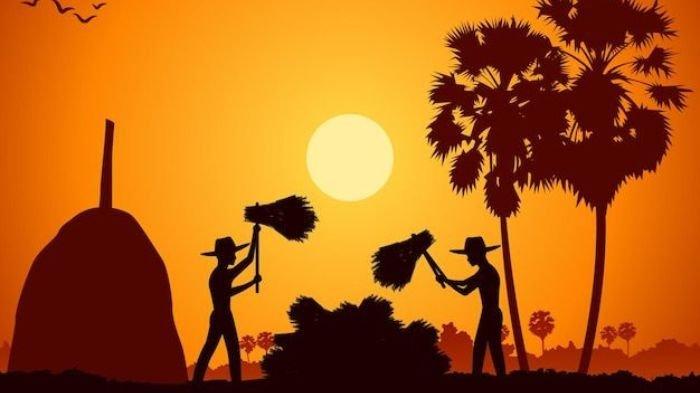 BERTANI- Ilustrasi sejumlah petani saat melakukan panen padi.