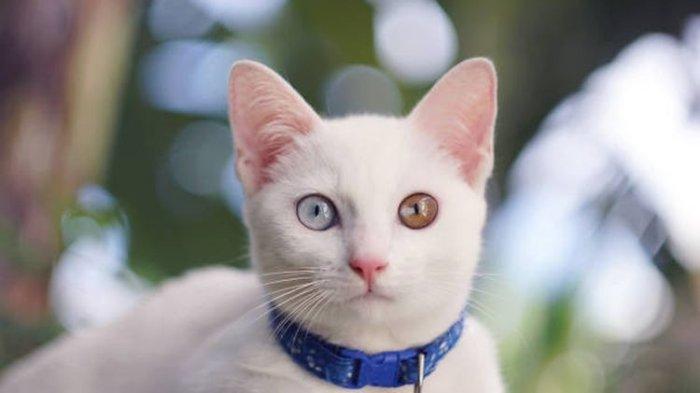 Kucing Khao Manee