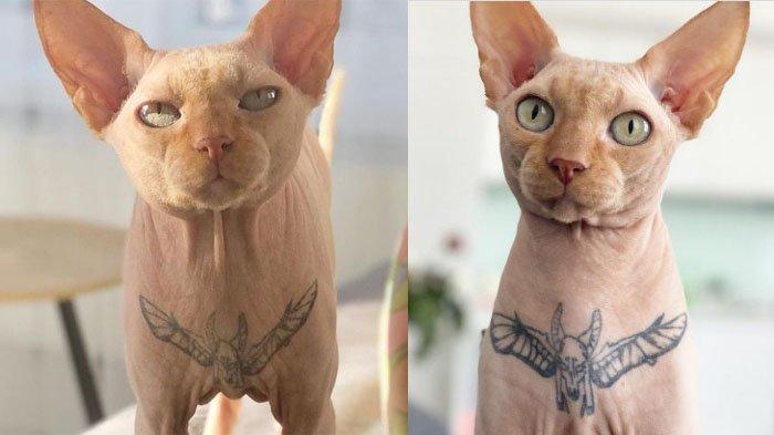Kucing Sphynx bernama Yasha memiliki tato di dadanya. Fotonya viral di media sosial, dan tuai kecaman