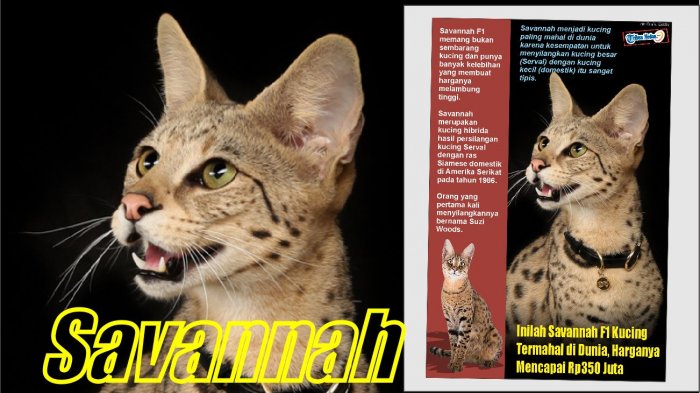 Kucing Savannah F1