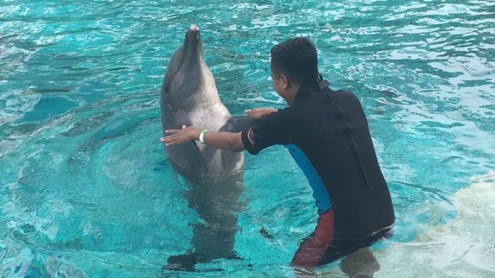Lumba-lumba kolam Dolphin Island Resort World Sentosa, Singapura.