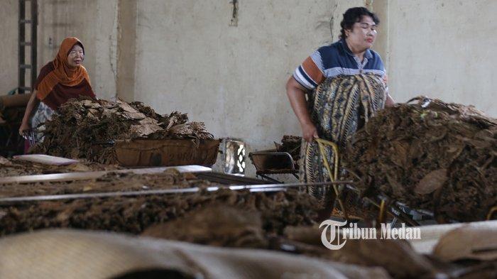 Pekerja melakukan proses penyaringan daun tembakau Deli, di PT Perkebunan Nusantara 2 (PTPN2) Bulu Cina, Kabupaten Deliserdang, Sumatera Utara, Senin (20/02/2020).TRIBUN MEDAN/RISKI CAHYADI