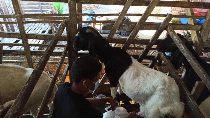 Peternak saat memerah susu kambing etawa di kandang miliknya.