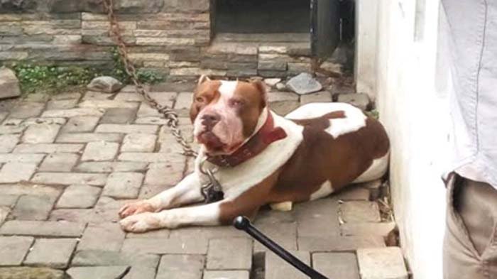 Ilustrasi anjing pitbull (Istimewa)