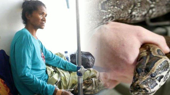 Wa Ode Ndeono (59), warga Desa Bolo, Kecamatan Loghia, Kabupaten Muna, Sulawesi Tenggara, nyaris tewas setelah digigit dan dililit seekor ular piton dengan panjang sekitar 6 meter, saat hendak ke kebunnya, Minggu (28/7/2019) malam.