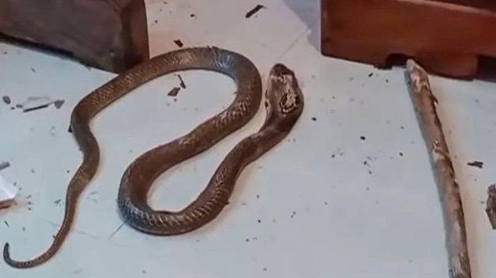 Ilustrasi ular kobra