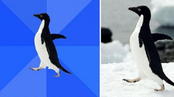 socially awkward penguin