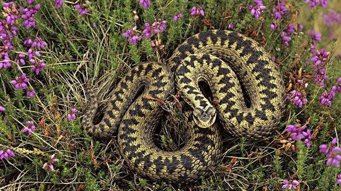 Ular Death Adder diyakini sebagai satu-satunya ular berbisa di Inggris.