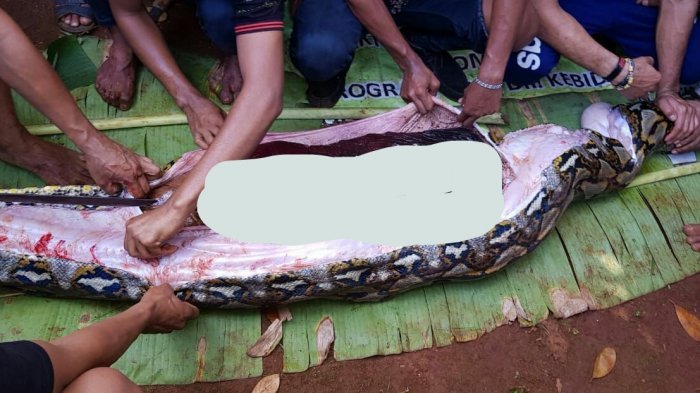 Warga membedah perut ular piton sepanjang sekitar 8 meter yang memangsa Wa Tiba, wanita paruh baya di di Desa Persiapan Lawela, Kecamatan Lohia, Kabupaten Muna, Sulawesi Tenggara, Jumat (15/6/2018).