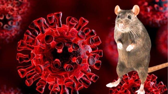 VIRUS- Ilustrasi virus Hanta yang penyebarannya bisa terjadi karena tikus .