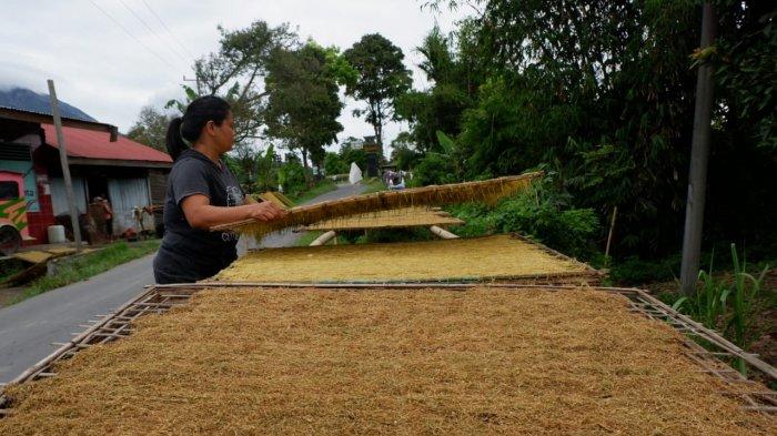Ruspida, warga Desa Batukarang, Kecamatan Payung, Kabupaten Karo sedang menjemur irisan tembakau di atas tatakan kayu. Tembakau dari Desa Batukarang tersebut umumnya diproduksi sebagai salah satu bahan untuk menyuntil selain gambir dan buah pinang. (Istimewa)