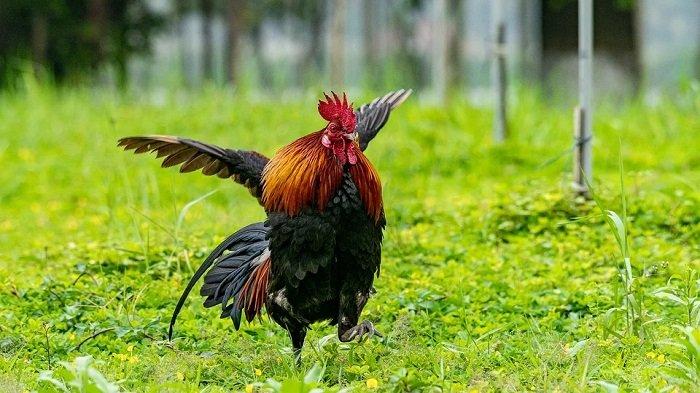 Ilustrasi ayam terbang.