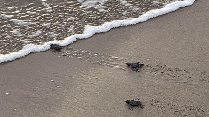 Sebanyak 105 ekor tukik atau anak penyu jenis lekang dilepas di kawasan bibir Pantai Pasir Jambak, Kelurahan Pasie Nan Tigo, Kecamatan Koto Tangah, Kota Padang, Provinsi Sumatera Barat, Selasa (12/11/2024).