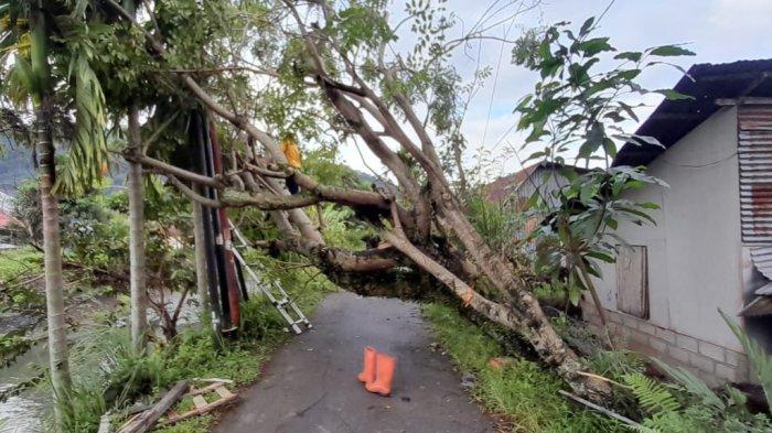 Petugas BPBD Kota Padang saat membersihkan material pohon tumbang di Jalan Banjir Kanal Rt 03/Rw 20, Kelurahan Pegambiran Ampalu Nan XX, Kecamatan Lubuk Begalung, Kota Padang, Provinsi Sumatera Barat, Kamis (12/12/2024).