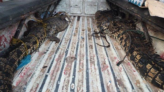BKSDA Sumbar mengevakuasi dua ekor buaya muara di Nagari Aia Bangis, Kecamatan Sungai Beremas, Kabupaten Pasaman Barat, pada Selasa (23/7/2024).