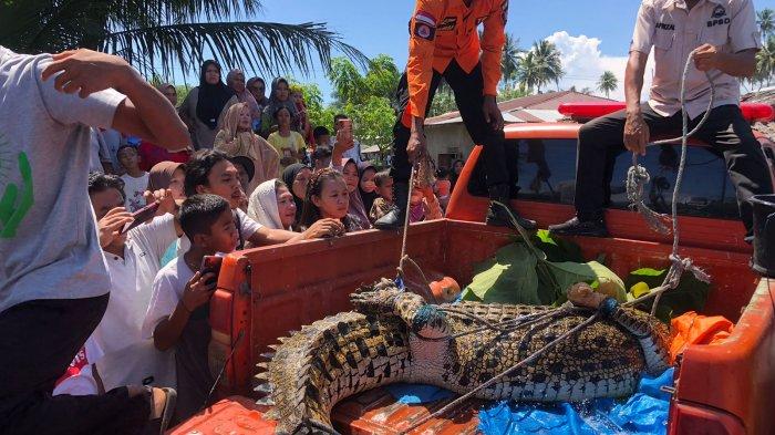 Warga Nagari Sasak, Kecamatan Sasak Ranah Pasisia, Kabupaten Pasaman Barat, Sumatera Barat, melihat buaya muara sepanjang 3,5 meter yang berhasil diamankan warga menggunakan jaring, Rabu (13/12/2023) pagi sekitar pukul 09.30 WIB.
