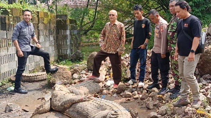 Buaya di penangkaran yang lepas diamankan di Kelurahan Sayang, Kecamatan Cianjur, Kabupaten Cianjur, Kamis (3/10/2024).