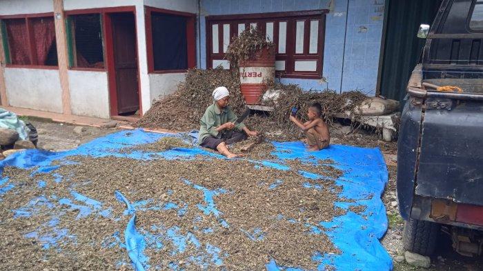 PANEN DAUN NILAM: Seorang buruh tani nilam memotong tanaman nilam yang telah siap panen untuk kemudian dijemur dan diolah menjadi minyak atsiri berkualitas tinggi. Foto ini digunakan dalam pemberitaan mengenai peran penting daun nilam sebagai komoditas unggulan yang menggerakkan bisnis minyak atsiri bernilai miliaran rupiah di pasar lokal hingga internasional.