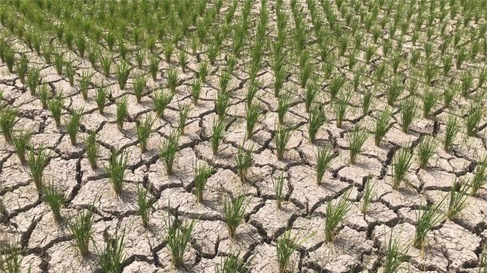 MUSIM KEMARAU - Penampakan kondisi sawah petani yang mengalami retak-retak akibat kekeringan saat musim kemarau di Nagari Batu Taba, Kecamatan Ampek Angkek, Kabupaten Agam, Sumatera Barat, Rabu (23/7/2025). Petani Batu Taba, Rahmat Hidayat sebut beberapa sawah kekeringan akibat stok air mengering.
