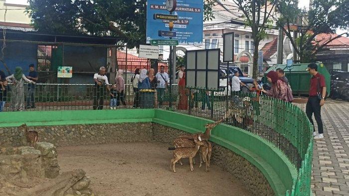 LIBUR PERAYAAN WAISAK- Situasi saat pengunjung berada di kandang kijang di TMSBK Bukittinggi, Selasa (13/5/2025). Kabid Daya Tarik Wisata Kawasan Konservasi TMSBK Bukittinggi, Silvirawane Ria Putri sebut sebanyak 22.249 pengunjung datang berlibur ke Kebun Binatang dan Benteng For de Kock Bukittinggi pada libur Waisak.