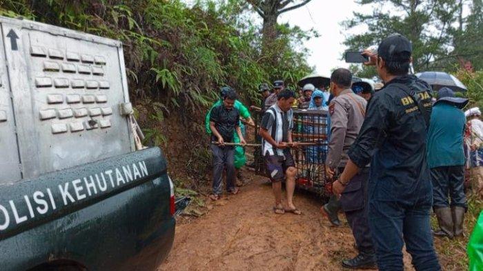 Proses evakuasi Harimau sumatera (Panthera tigris sumatrae) masuk kandang jebak di Mudiak Aia, Jorong Lubuk Selasih, Nagari Batang Barus, Kecamatan Gunung Talang, Kabupaten Solok, Provinsi Sumatera Barat (Sumbar), pada Kamis (14/11/2024).