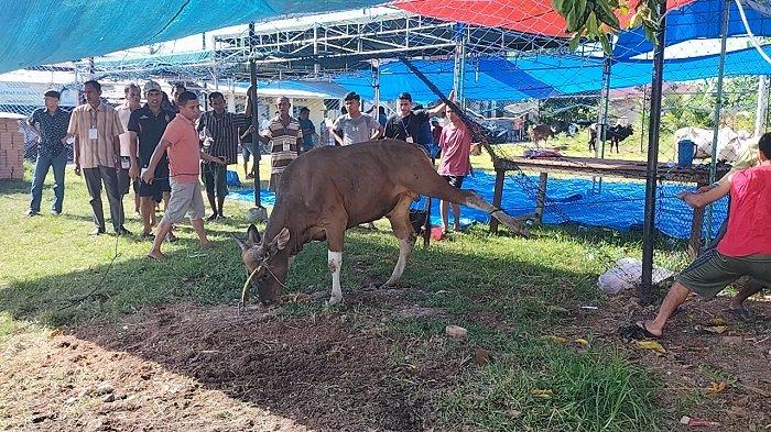 Proses sebelum melakukan penyembelihan sapi kurban oleh masyarakat Rawang Kota Pariaman, Kamis (29/6/2023)