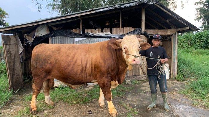 LIBUR IDUL ADHA - Ilustrasi Idul Adha. Penampakan sapi kurban Presiden Prabowo berjenis simental seberat 1 Ton lebih yang diajukan pada Idul Adha 2025.