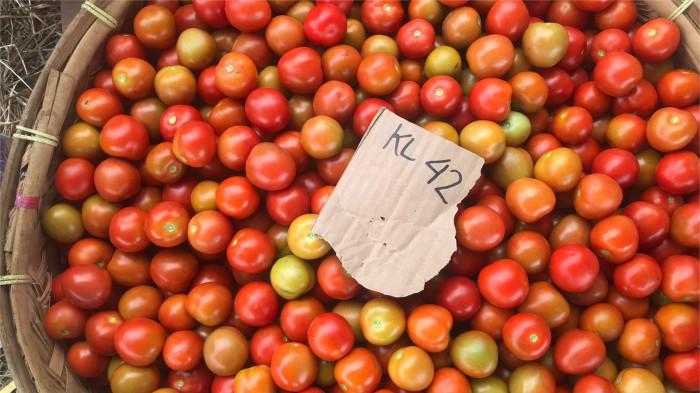 Tomat hasil panen petani Batu Taba Agam 22/7/2025