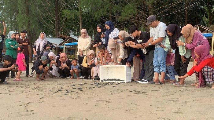 Konservasi Penyu Sea Turtle Camp Pasir Jambak lepaskan sebanyak 105 ekor tukik atau anak penyu jenis lekang di kawasan bibir Pantai Pasir Jambak, Kelurahan Pasie Nan Tigo, Kecamatan Koto Tangah, Kota Padang, Provinsi Sumatera Barat, Selasa (12/11/2024).