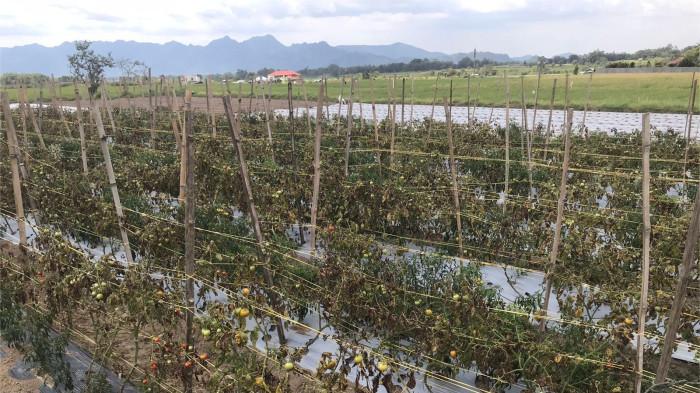 MUSIM KEMARAU - Penampakan tanaman tomat yang mengering saat musim kemarau di Nagari Batu Taba, Kecamatan Ampek Angkek, Kabupaten Agam, Sumatera Barat, Selasa (22/7/2025). Petani Nagari Batu Taba, Fitriani (54) sebut harus siram tanaman tomatnya sebanyak empat kali seminggu saat musim kemarau.