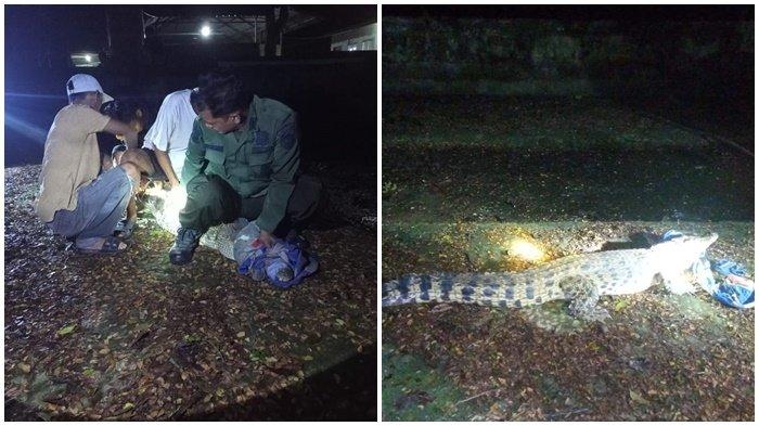 Balai Konservasi Sumber Daya Alam (BKSDA) Sumatera Selatan telah mengevakuasi buaya muara sepanjang 2,5 meter di Jalan Sungai Dua Desa Sungai Dua Kecamatan Rambutan