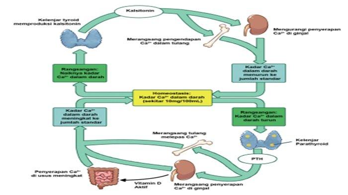 Diagram pengaturan kalsium