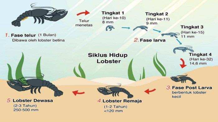 Gambar 1.8 Siklus hidup lobster dari larva sampai lobster dewasa