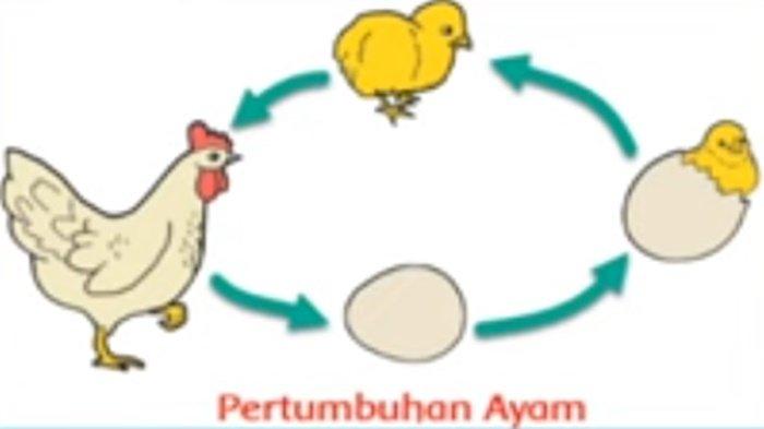 Latihan soal STS/PTS IPAS kelas 3 SD semester 1 Kurikulum Merdeka