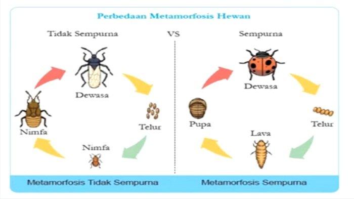 Perbedaan metamorfosis hewan