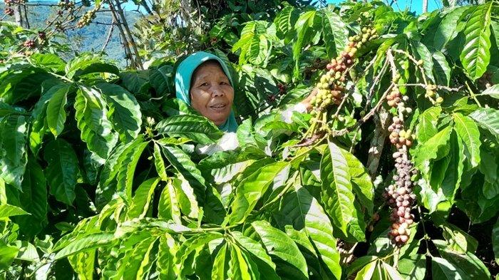 Petani kopi melakukan perawatan kebun kopi di Kecamatan Buay Sandang Aji, OKU Selatan, Jumat (8/12/2023).