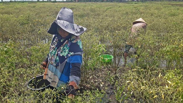 Petani memanen cabai di lahan terendam air di Desa Pulau Negara, Kecamatan Pemulutan Barat, Ogan Ilir, Selasa (2/1/2024).