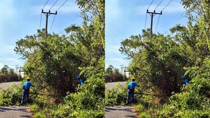 Petugas PLN membersihkan tanam tumbuh jalur distribusi ROW (Right of Way) di wilayah Kecamatan Muaradua, Kamis (14/12/2023).