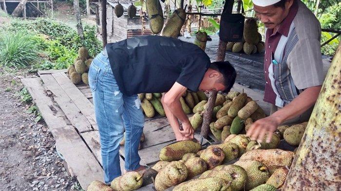 Rama (27), salah satu pedagang buah cempedak yang ada di jalan lintas timur (Jalintim) perbatasan Kabupaten OKI dan OI, Selasa (28/11/2023) pagi.