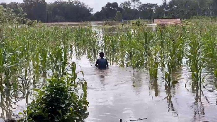 Rison, petani jagung Desa Lunas Jaya, Kecamatan Tanah Abang, Kabupaten PALI menebas tanaman jagung miliknya untuk makanan sapi.