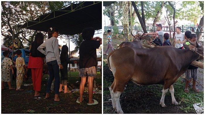 Anak-anak yang tinggal di sekitar Masjid Agung antusias melihat sapi-sapi kurban yang ditambat di lapangan parkir Masjid Agung, Sabtu (15/6/2024).