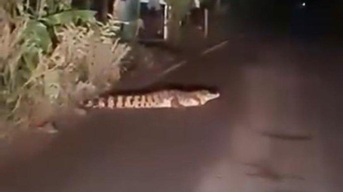 Sebuah video viral menunjukkan penampakan seekor buaya muara di Jalan Sungai Dua Desa Sungai Dua Kecamatan Rambutan, Kabupaten Banyuasin, Sumsel.