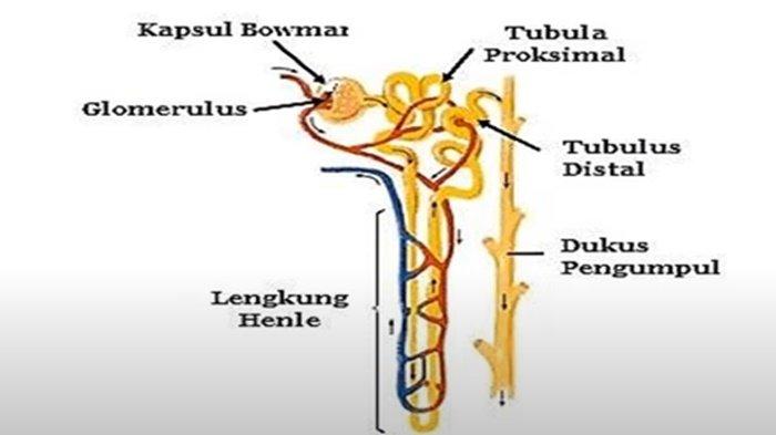 ILUSTRASI KUNCI JAWABAN - Foto ilustrasi tangkapan layar YouTube Mudah Belajar Official. Soal no 34 ujian sekolah IPA kelas 9 SMP semester 2 tahun 2025, lengkap kunci jawaban