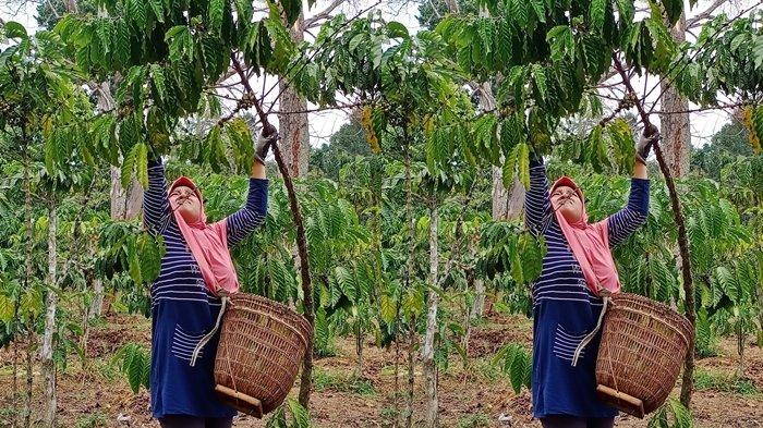 Tanaman kopi milik salah seorang petani di wilayah Kosam Ilir, Kabupaten OKU Selatan, Kamis (23/11/2023).
