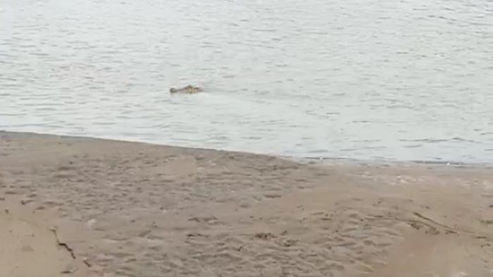 Buaya